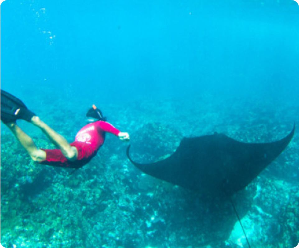Swim With Manta Ray 1