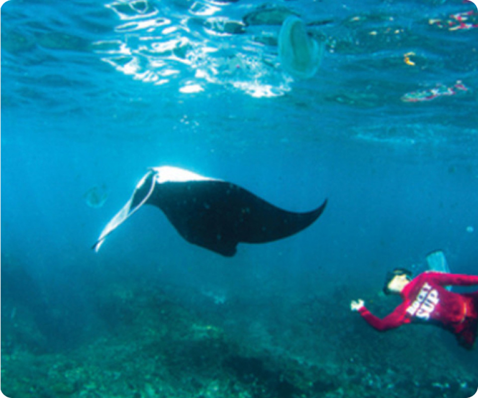 Swim With Manta Ray 3